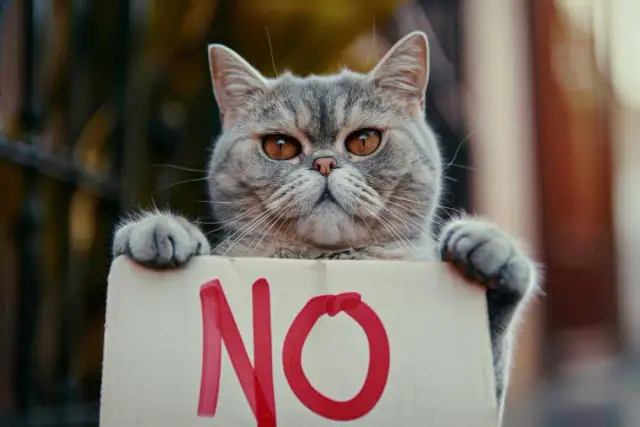 Czy koty mogą jeść cukier? Dowiedz się, dlaczego to niebezpieczne