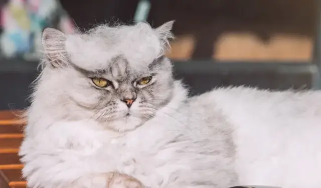 Co na wypadanie sierści u kota? Poznaj przyczyny i skuteczne rozwiązania