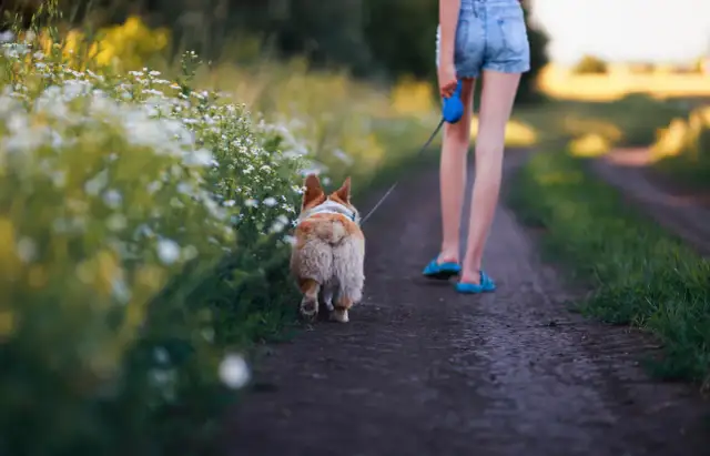 Ile powinien trwać spacer z psem, aby uniknąć problemów zdrowotnych?