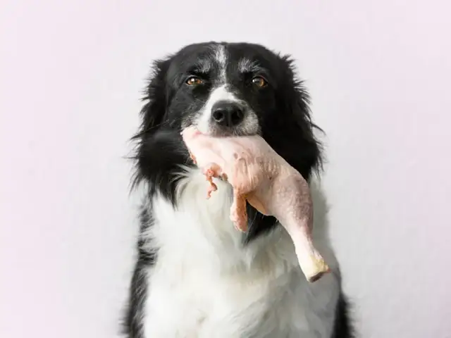 Czy pies może jeść surowe mięso z kurczaka? Bezpieczeństwo i zasady podawania