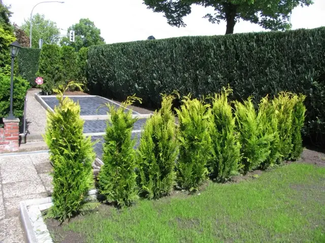 Czy można sadzić drzewa przed ogrodzeniem? Zasady i najlepsze praktyki