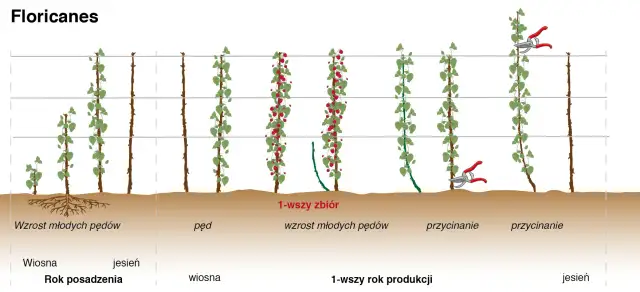 Jak przycinać maliny, aby uniknąć błędów i cieszyć się plonami