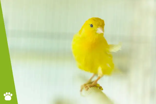 Jak oswoić kanarka i nauczyć śpiewu? Praktyczny poradnik krok po kroku