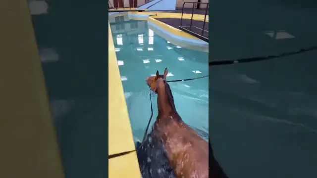 Czy konie potrafią pływać? Odkryj ich zdolności i bezpieczeństwo w wodzie