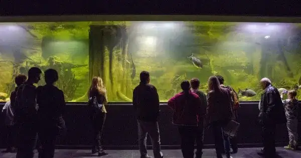Oceanarium Gliwice: Alternatywy dla morskich atrakcji w regionie