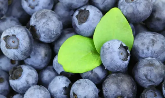 Czy pies może jeść borówki amerykańskie? Bezpieczne porady i zalecenia