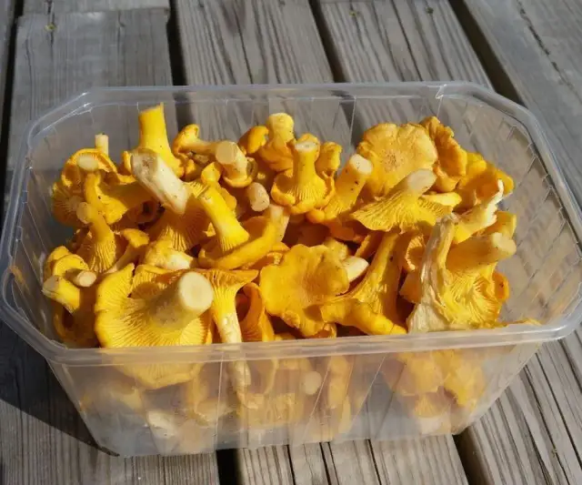 Mrożenie kurek: jak uniknąć goryczki? Sprawdzone metody!