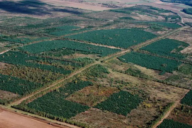 Widok z lotu ptaka na kwadratowe poletka młodych lasów, prawdopodobnie zalesianych z dopłatami do lasu ARiMR.