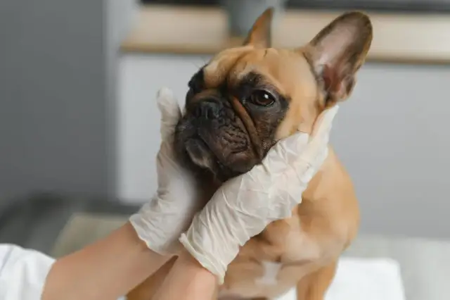 Skuteczne metody na wymioty u psa – co podać, aby pomóc?