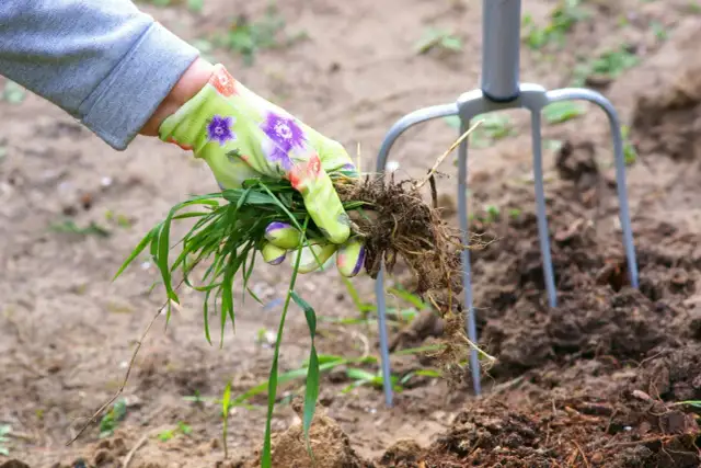 Co siać na perz, aby skutecznie walczyć z trudnym chwastem?