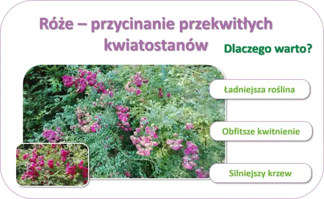 Jak przycinać róże rabatowe po przekwitnięciu, aby kwitły obficie