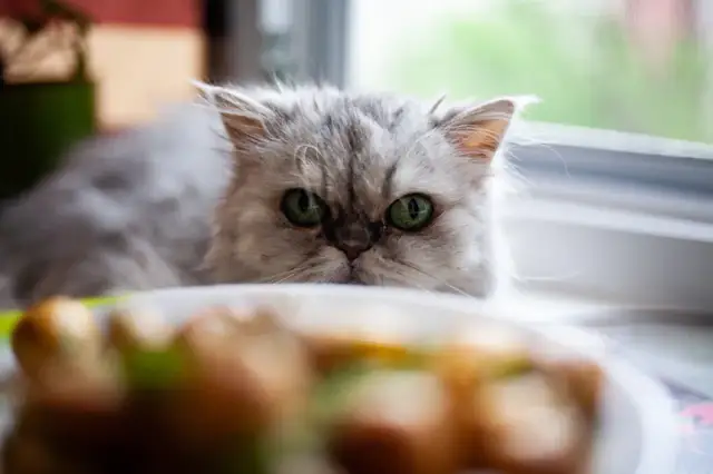 Czy koty mogą jeść ziemniaki? Sprawdź, co musisz wiedzieć!