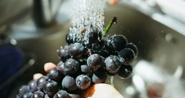 Mycie winogron pod bieżącą wodą. Czy pies może jeść winogrona? Lepiej nie ryzykować, bo są dla nich toksyczne.