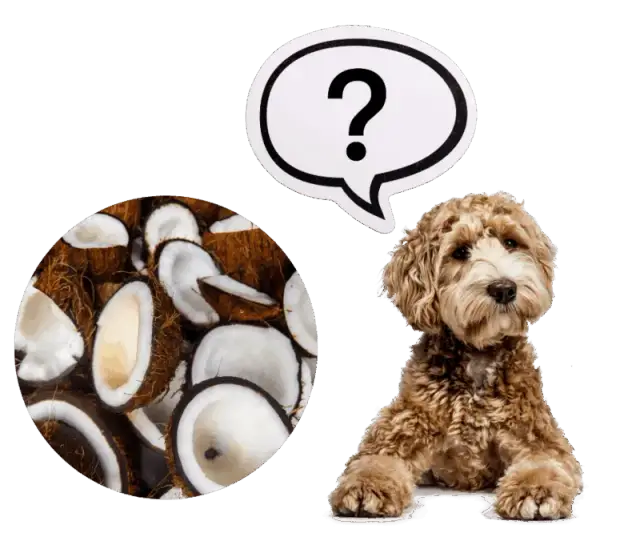 Czy pies może jeść wiórki kokosowe? Bezpieczeństwo i korzyści dla zdrowia