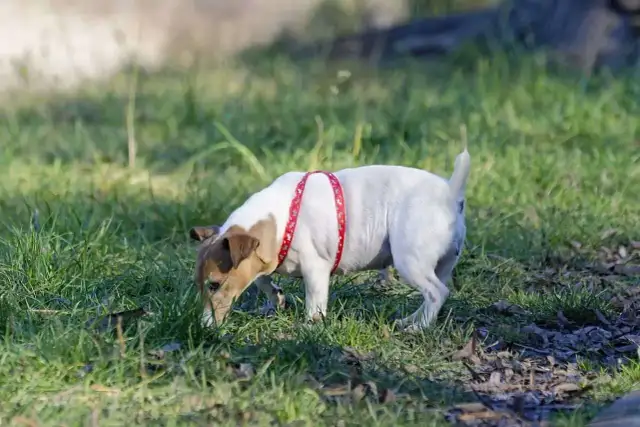 Dlaczego szczeniak je kupy? Poznaj przyczyny i skuteczne rozwiązania