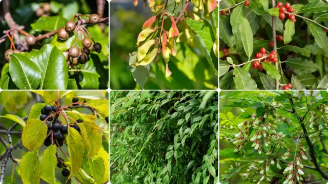 Drzewo chwast: jak rozpoznać inwazyjne gatunki drzew w ogrodzie