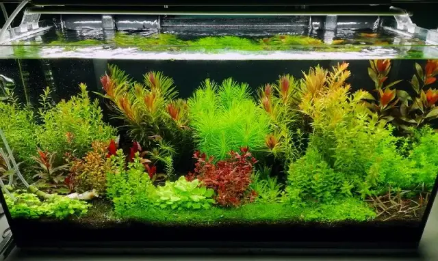 Jakie oświetlenie do akwarium roślinnego 200l zapewni najlepszy wzrost?