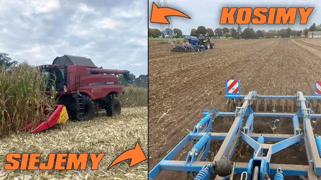 Koszenie kukurydzy: Jak prawidłowo przeprowadzić ten zabieg na polu?