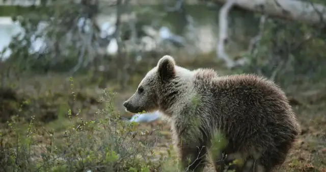 Czy niedźwiedzie w sudetach nadal żyją? Najnowsze obserwacje i fakty