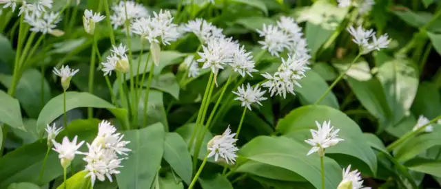 Kiedy siać czosnek niedźwiedzi? Idealny termin i sekrety uprawy.
