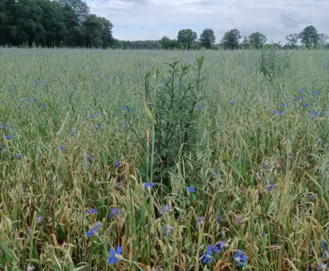 Owies: Jak zwalczyć chwasty? Wybór oprysku i termin zabiegu