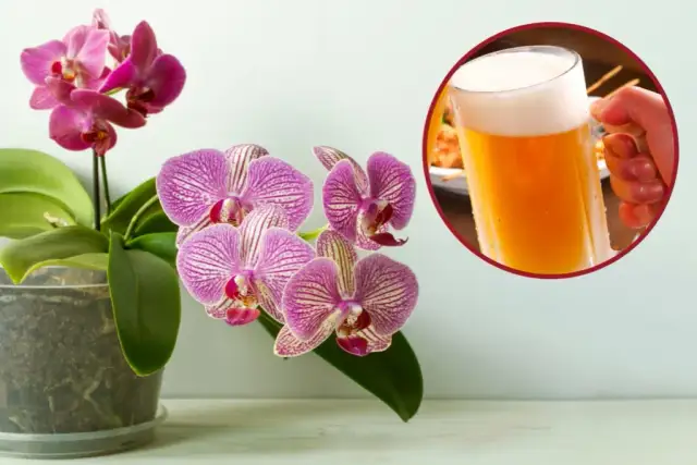 Jakie rośliny podlewać piwem, by uniknąć błędów i cieszyć się zdrowiem roślin?