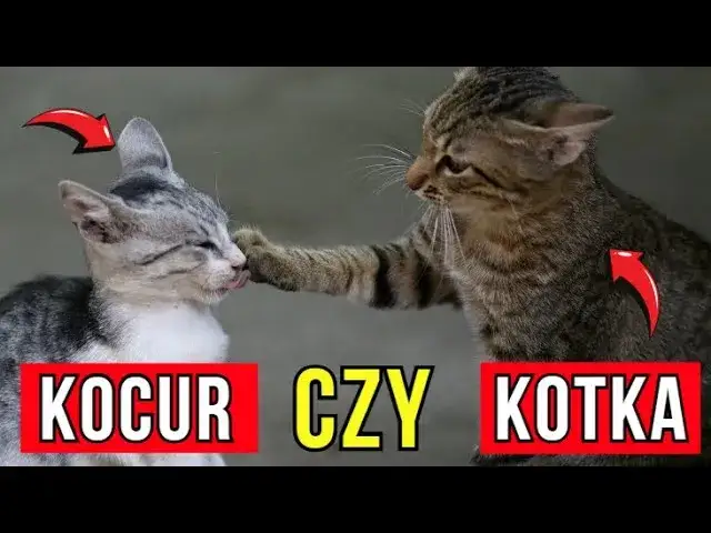 Jak rozpoznać kotkę: kluczowe różnice między kotką a kocurem