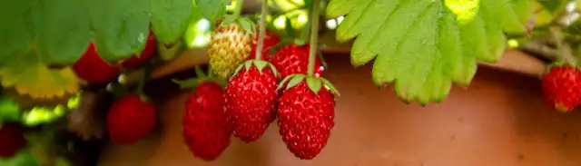 Jak sadzić poziomki - uniknij najczęstszych błędów w uprawie