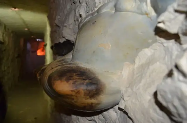 Rezerwat przyrody Krzemionki Opatowskie - odkryj jego niezwykłe tajemnice