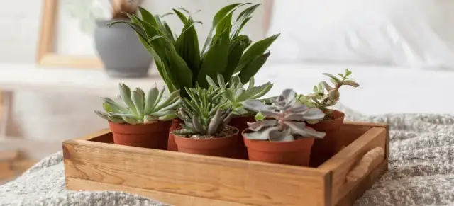 Kwiaty, które nie powinny być w sypialni – unikaj ich dla lepszego snu