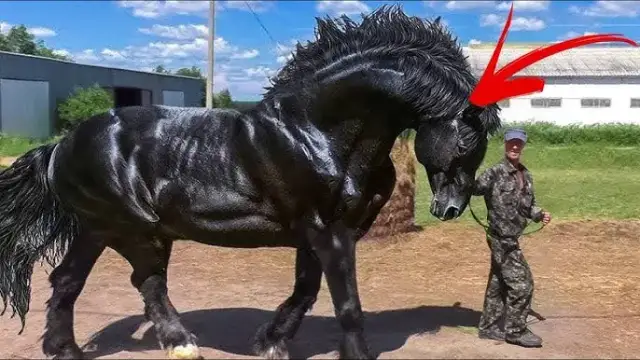 Jaki jest największy koń na świecie? Poznaj Big Jake i jego rekordy