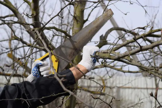 Jak przycinać stare morele, by zwiększyć plony i zdrowie drzewa