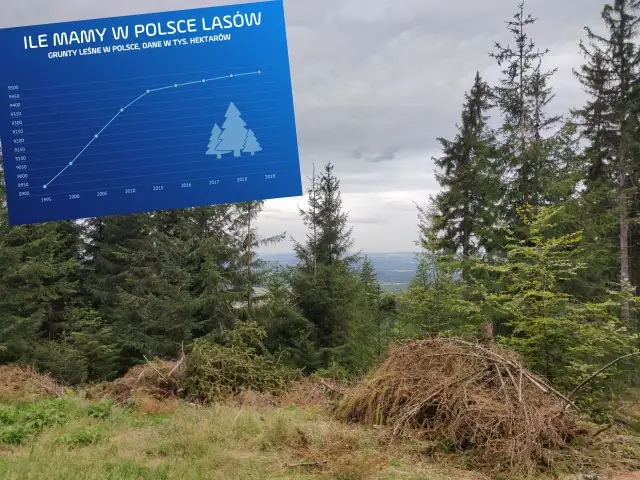 Czy można posadzić drzewo w lesie? Oto ważne informacje i zasady