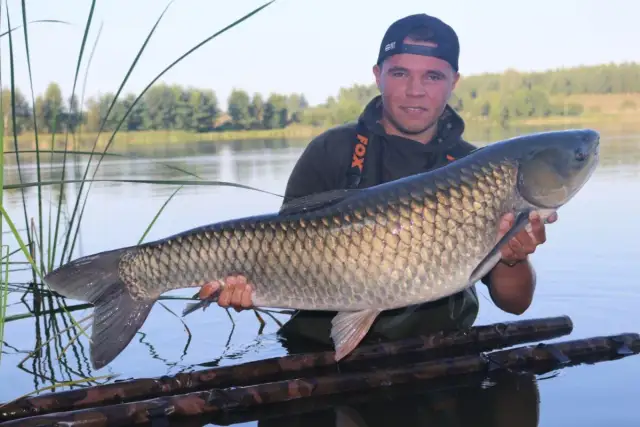 Jak szybko rośnie amur? Odkryj zaskakujące tempo wzrostu tej ryby