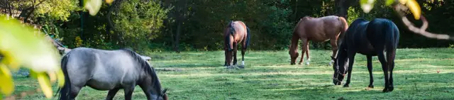 Ile kosztuje nauka jazdy konno? Sprawdź ceny i ukryte opłaty