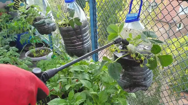 Jak zrobić doniczkę z butelki plastikowej - prosty sposób na recykling