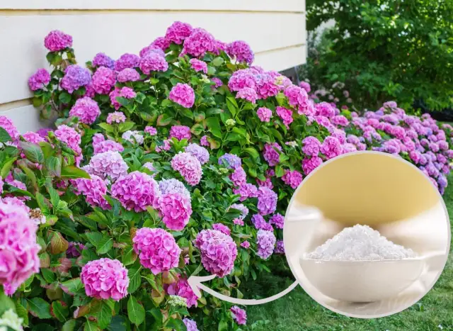 Skuteczne metody zakwaszania hortensji: naturalne i chemiczne