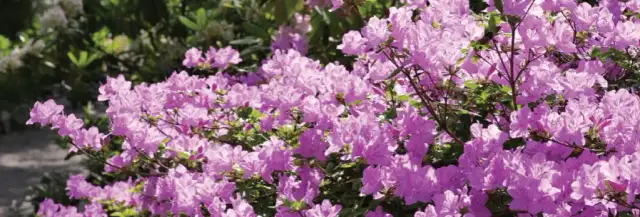 Ile kwitnie azalia i jak sprawić, by kwitła dłużej?