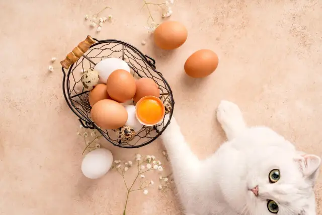 Czy koty mogą jeść żółtko - Poznaj zalety i zasady bezpiecznego podawania