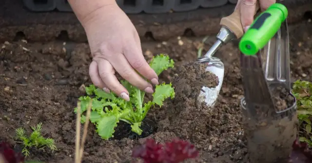 Jak głęboko sadzić pory? Praktyczne porady i techniki dla ogrodników