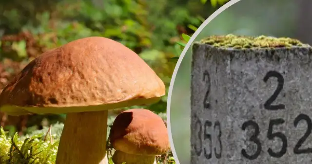 Jak się nie zgubić w lesie – sprawdzone metody na bezpieczne wędrówki