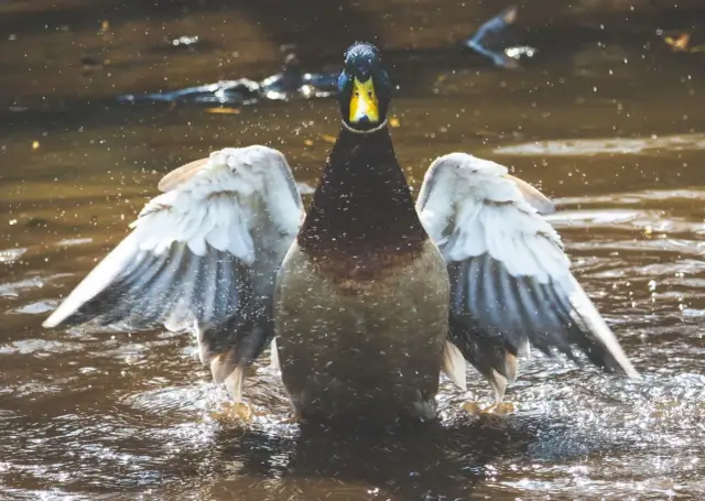 Kiedy jest sezon na kaczki? Sprawdź daty i ważne informacje