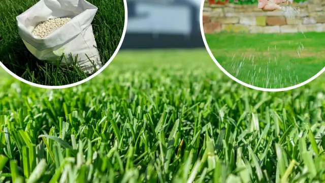 Jak często kosić trawę? Sekret idealnego trawnika krok po kroku