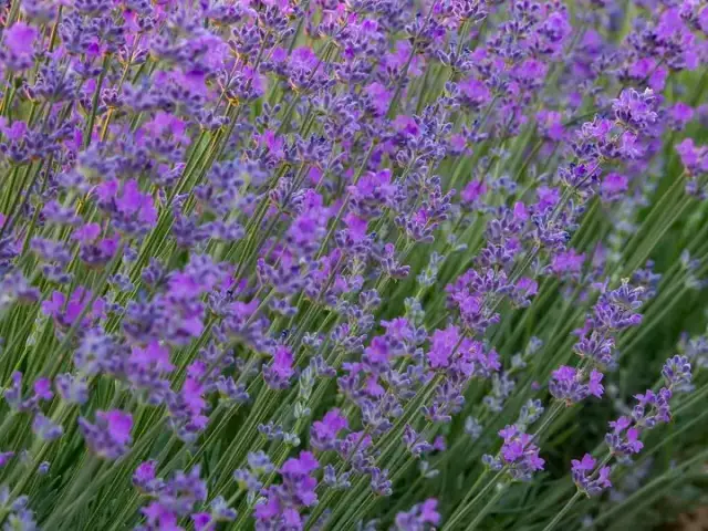 Jaką ziemię wybrać dla lawendy ogrodowej, aby uniknąć problemów?