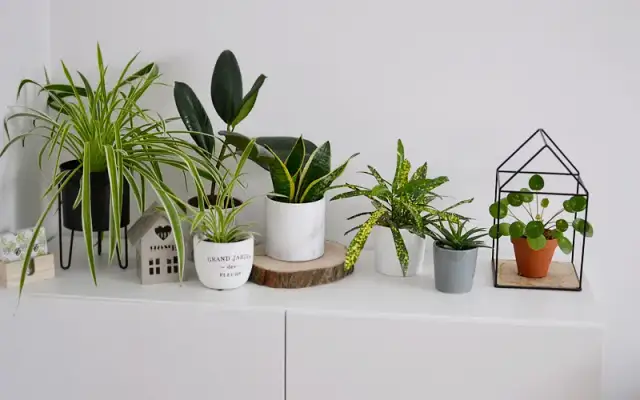 Idealne rośliny na kwietnik: wybierz i zaaranżuj swoją miejską dżunglę