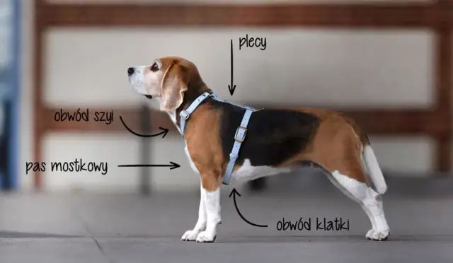 Jak zmierzyć psa do szelek: obwód szyi, pas mostkowy, obwód klatki i plecy.