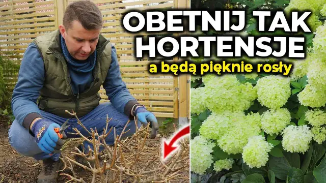 Przycinanie hortensji: jak ciąć, by kwitły obficie?