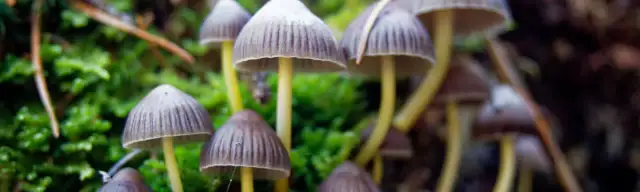 Grzyby halucynogenne: Jak psylocybina wpływa na mózg i świadomość?