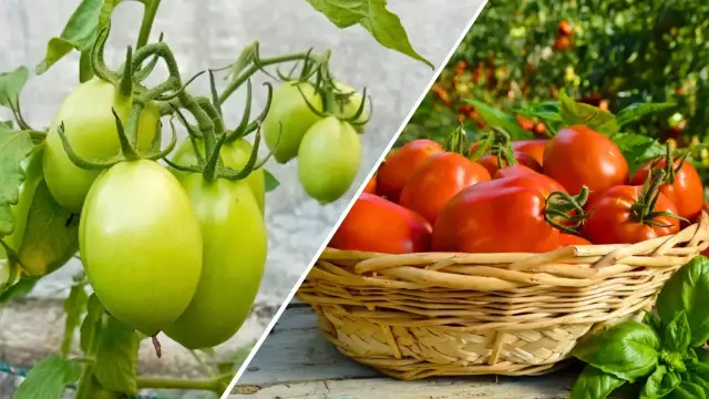 Jak uprawiać pomidory lima: skuteczne techniki i porady pielęgnacyjne