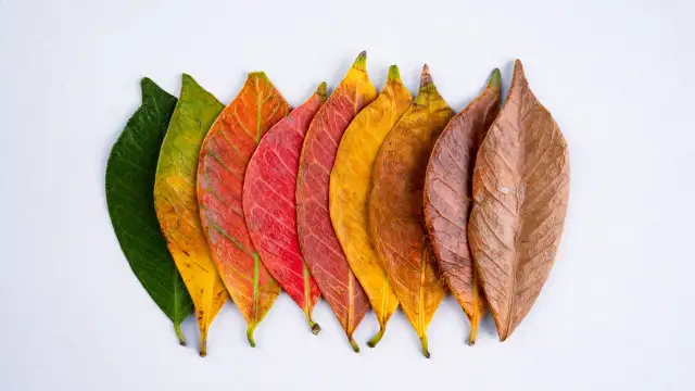 Dlaczego jesień maluje świat na złoto? Odkryj tajemnice kolorów natury